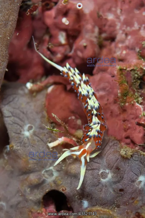 : Indian Phidiana Nudibranch : Indian Phidiana Nudibranch