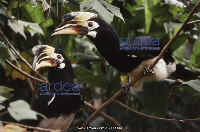 : Indian Pied Hornbills : Indian Pied Hornbills