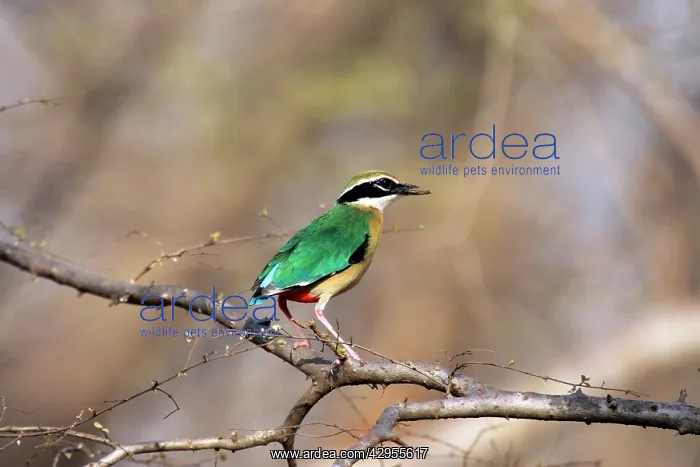: Indian Pitta : Indian Pitta