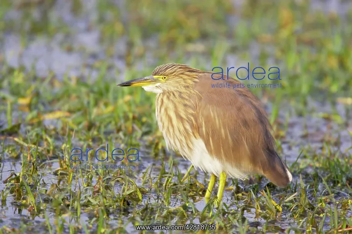 : Indian Pond Heron : Indian Pond Heron