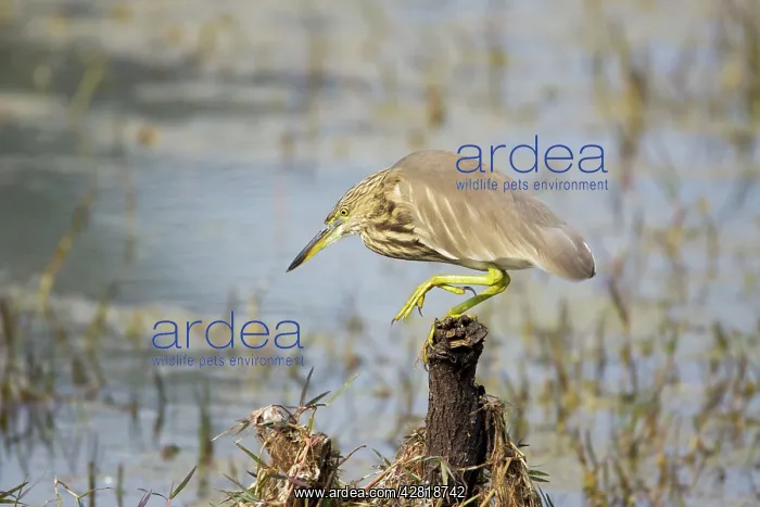 : Indian Pond Heron : Indian Pond Heron