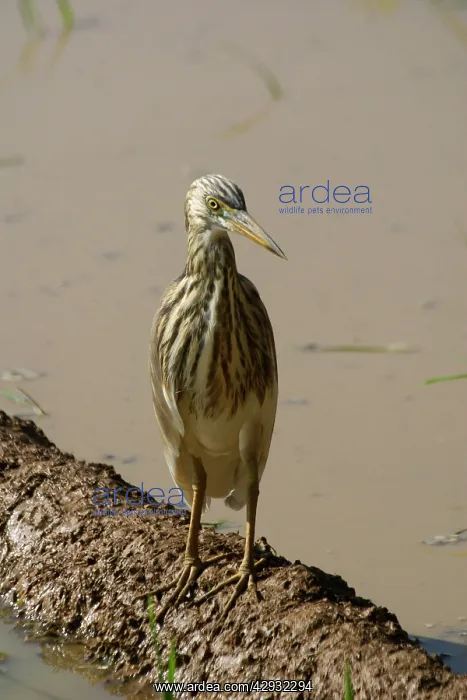 : Indian Pond Heron : Indian Pond Heron