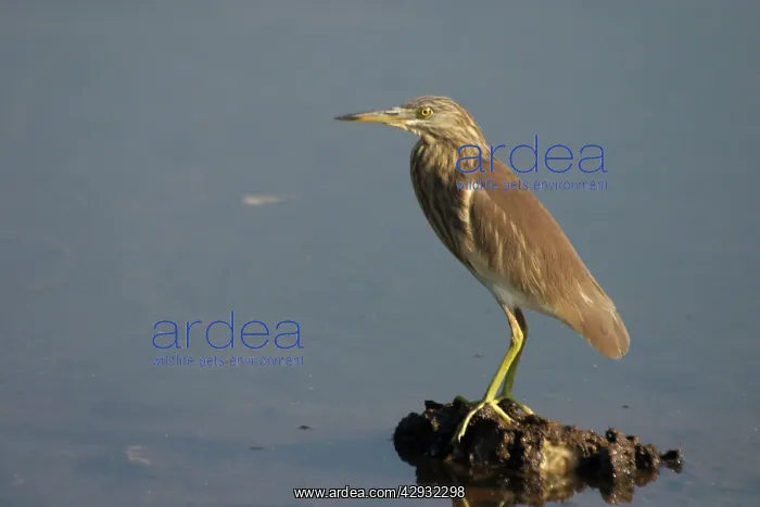 : Indian Pond Heron : Indian Pond Heron