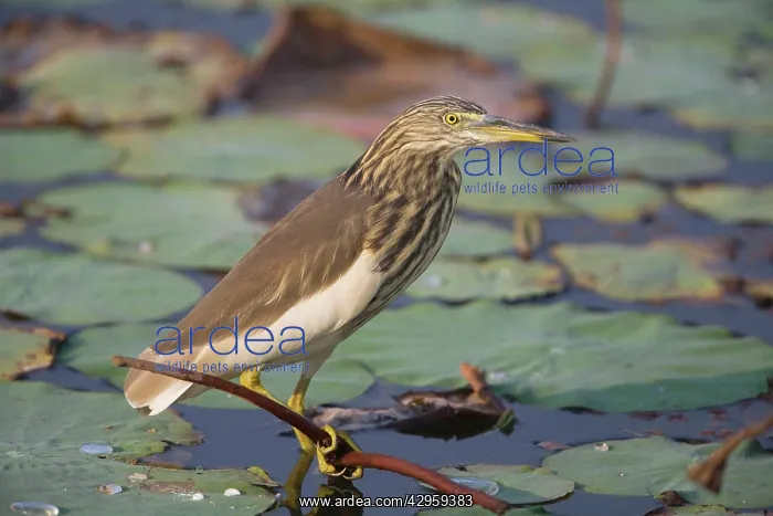 : Indian Pond Heron : Indian Pond Heron