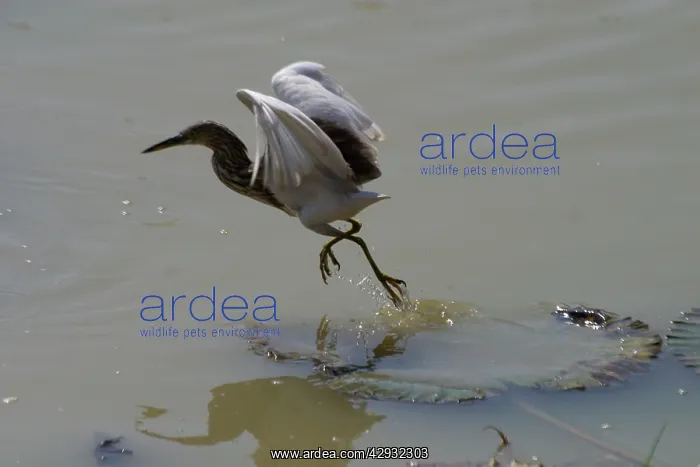 : Indian Pond Heron - This bird was foraging from : Indian Pond Heron - This bird was foraging from