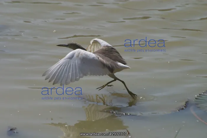 : Indian Pond Heron - This bird was foraging from : Indian Pond Heron - This bird was foraging from