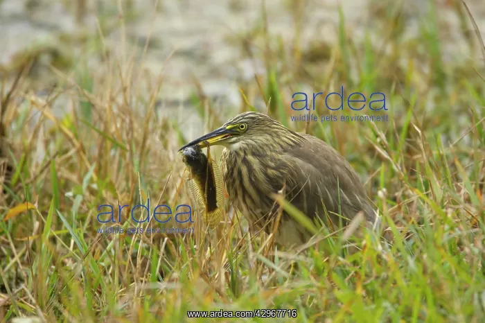 : Indian Pond Heron - with caught catfish : Indian Pond Heron - with caught catfish