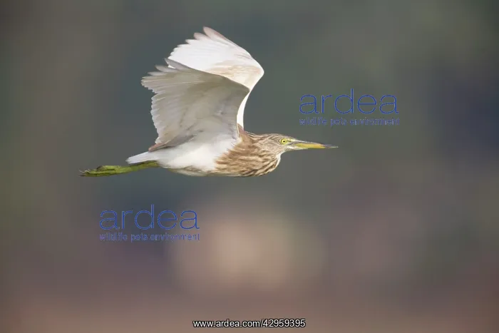 : Indian Pond Heron - in flight : Indian Pond Heron - in flight