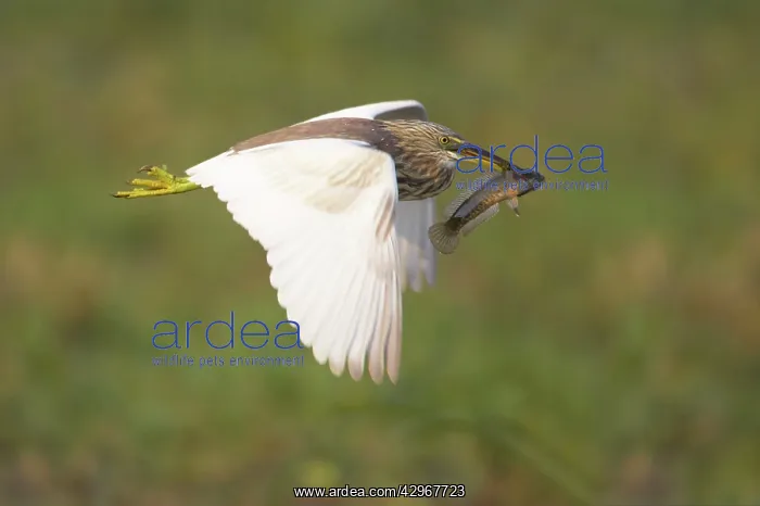 : Indian Pond Heron - in flight with fish (catfish) : Indian Pond Heron - in flight with fish (catfish)