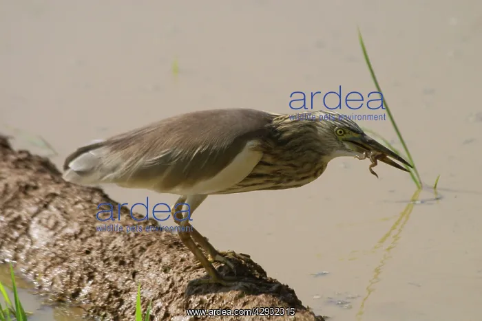 : Indian Pond Heron, with frog in mouth : Indian Pond Heron, with frog in mouth