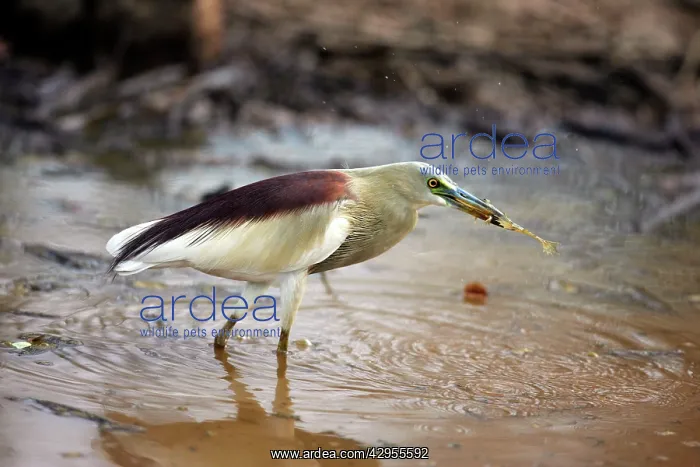 : Indian Pond Heron - With frog prey : Indian Pond Heron - With frog prey