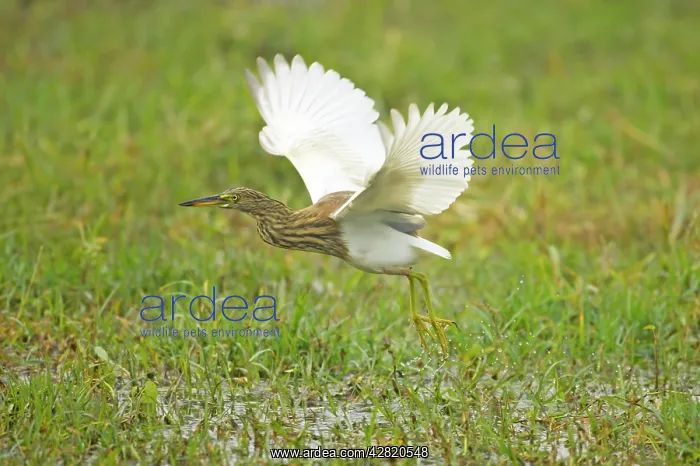 : Indian Pond Heron - hunting for prey : Indian Pond Heron - hunting for prey