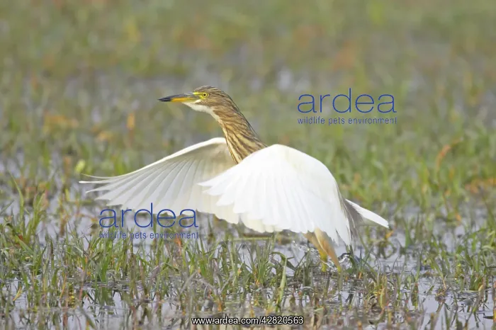 : Indian Pond Heron - hunting for prey : Indian Pond Heron - hunting for prey