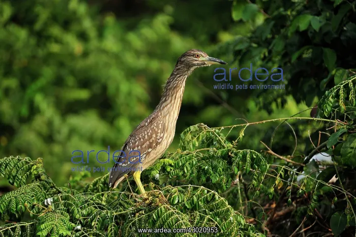 : Indian Pond Heron / Paddybird : Indian Pond Heron / Paddybird
