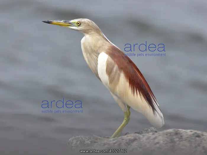 : Indian Pond Heron / Paddybird : Indian Pond Heron / Paddybird