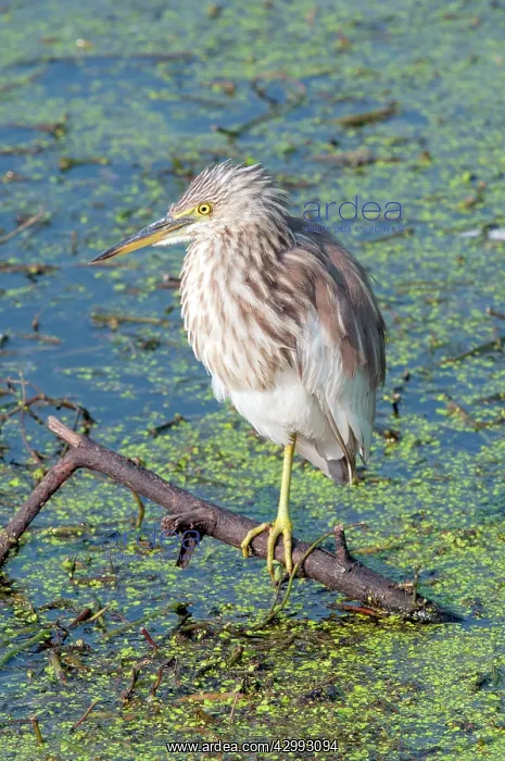 : Indian pond heron - perched feathers fluffed up : Indian pond heron - perched feathers fluffed up