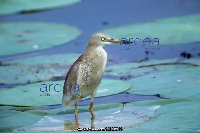 : Indian Pond Heron - standing on water liliesS : Indian Pond Heron - standing on water liliesS