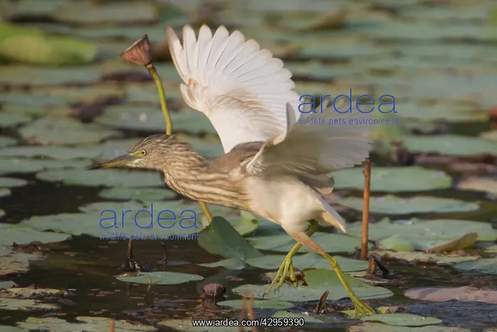  : Indian Pond Heron - taking flight