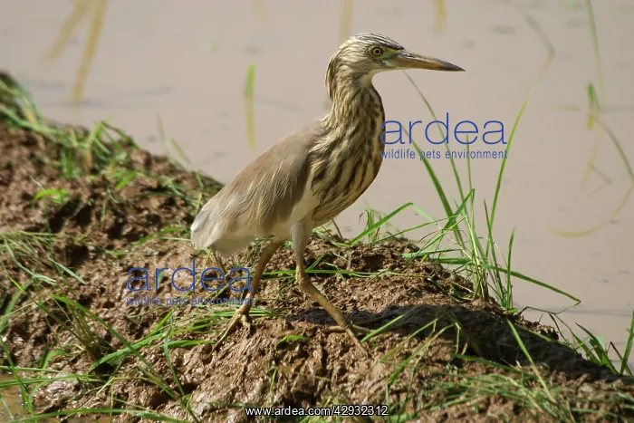 : Indian Pond Heron - At waters edge : Indian Pond Heron - At waters edge