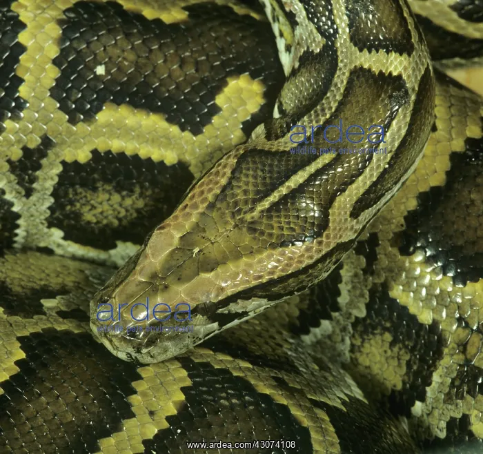 : Indian python : Indian python