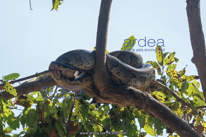 : Indian python or Asiatic Rock Python : Indian python or Asiatic Rock Python