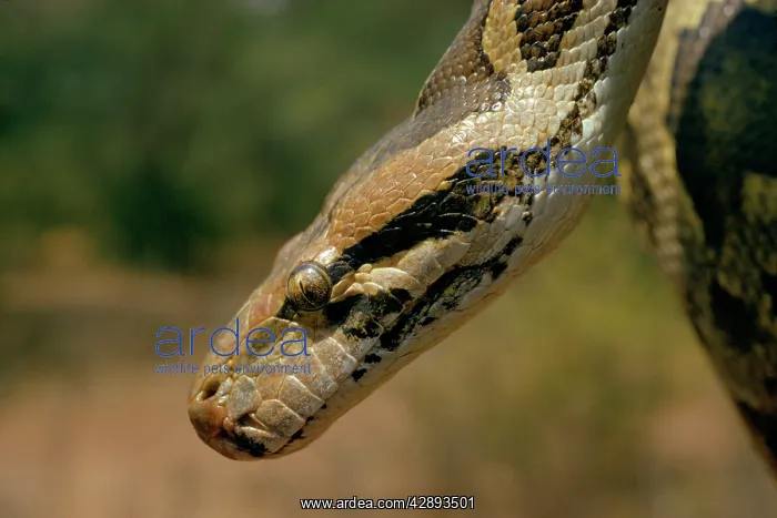: Indian PYTHON - close-up of head : Indian PYTHON - close-up of head