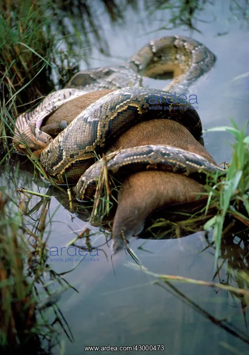 : Indian Python - constricting hog deer : Indian Python - constricting hog deer