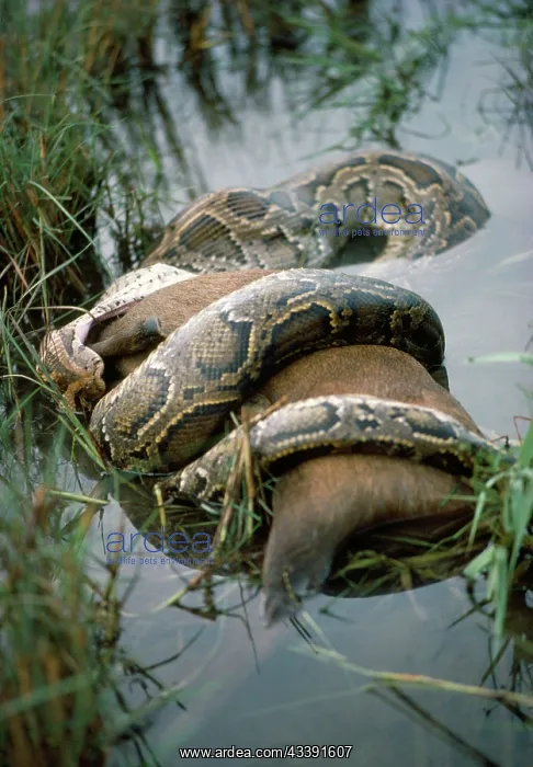 : INDIAN PYTHON - constricting hog deer : INDIAN PYTHON - constricting hog deer