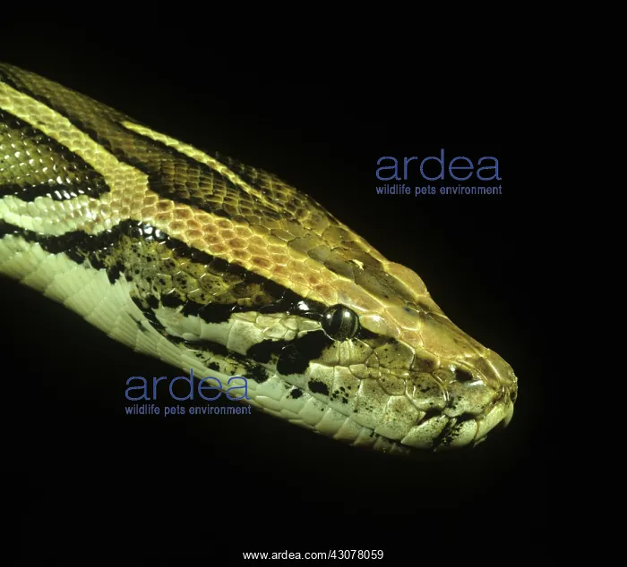 : Indian python head : Indian python head