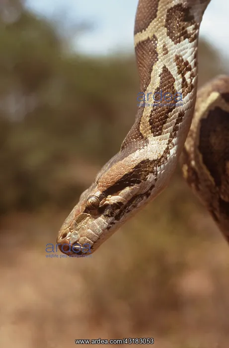 : INDIAN PYTHON - Head close up : INDIAN PYTHON - Head close up