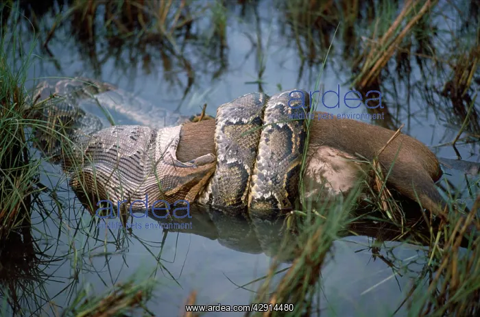 : Indian PYTHON - with hog deer : Indian PYTHON - with hog deer