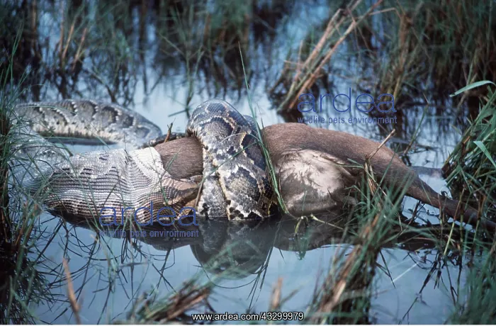 : INDIAN PYTHON - With Hog Deer : INDIAN PYTHON - With Hog Deer