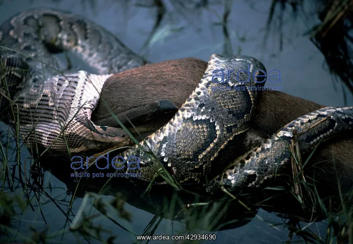 : Indian Python - with Hog Deer prey : Indian Python - with Hog Deer prey
