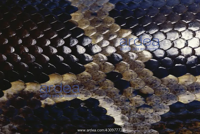 : Indian Python Scales : Indian Python Scales