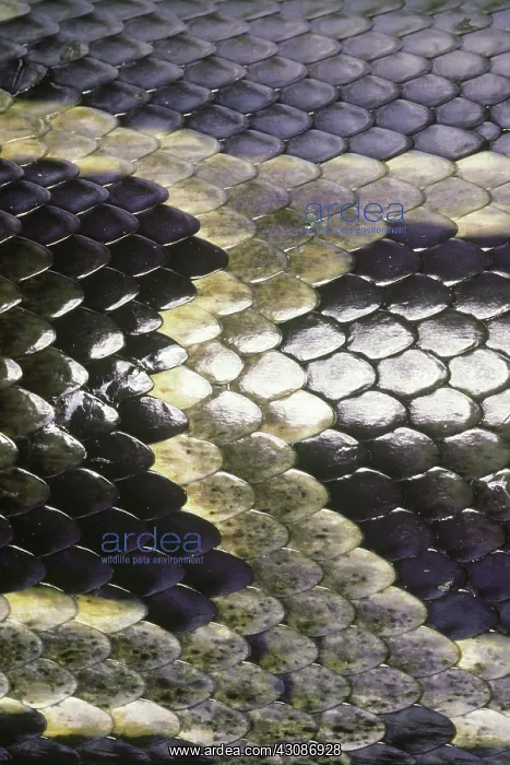 : Indian Python Skin : Indian Python Skin