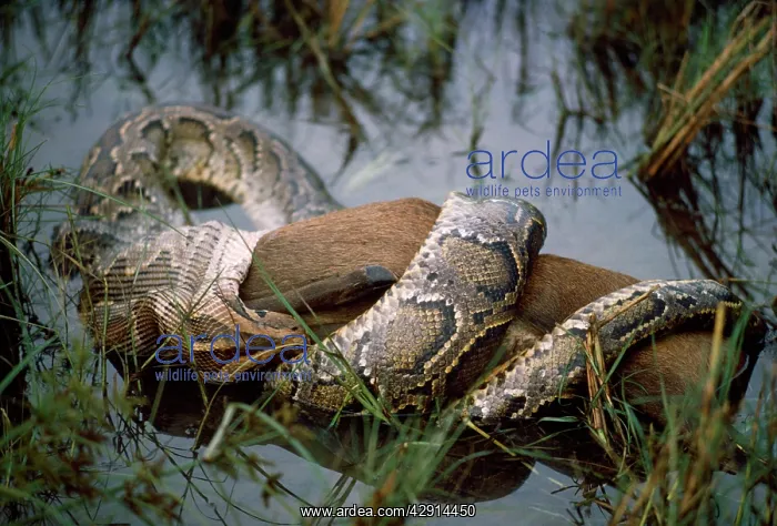 : Indian Python - swallowing Hog Deer. Took 4 hours : Indian Python - swallowing Hog Deer. Took 4 hours