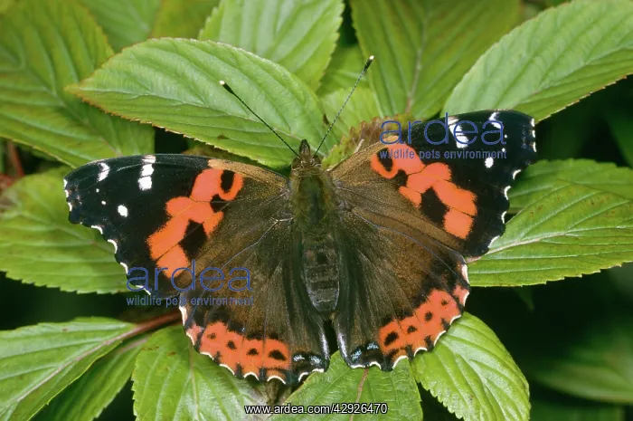 : INDIAN RED ADMIRAL BUTTERFLY : INDIAN RED ADMIRAL BUTTERFLY