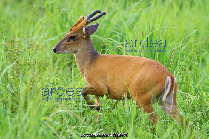 : Indian / Red / Common Muntjac / Barking Deer male : Indian / Red / Common Muntjac / Barking Deer male