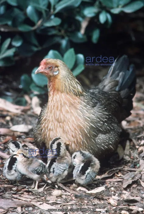 : INDIAN RED JUNGLEFOWL - with chicks : INDIAN RED JUNGLEFOWL - with chicks