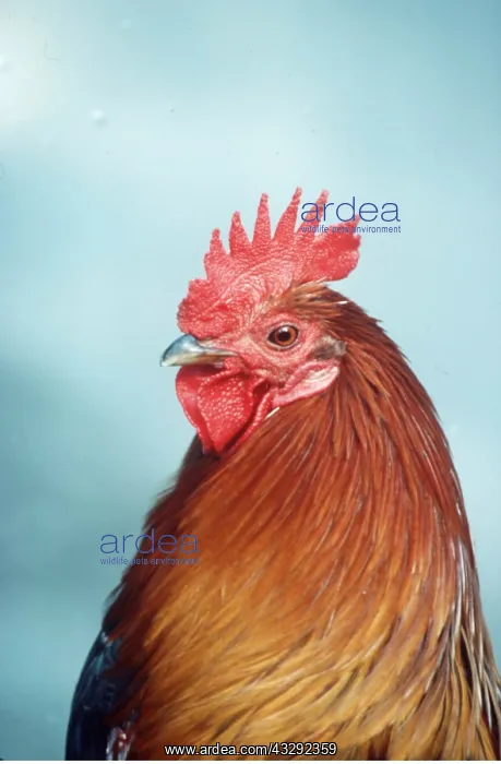 : Indian Red JUNGLEFOWL - head of male : Indian Red JUNGLEFOWL - head of male