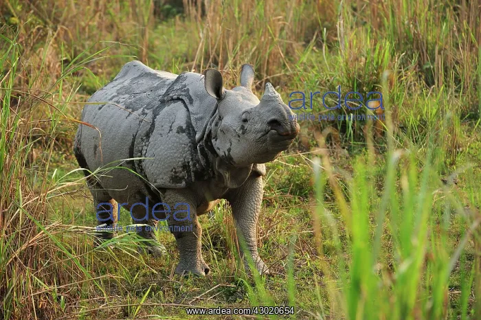 : Indian Rhino / Greater One-horned Rhinoceros : Indian Rhino / Greater One-horned Rhinoceros