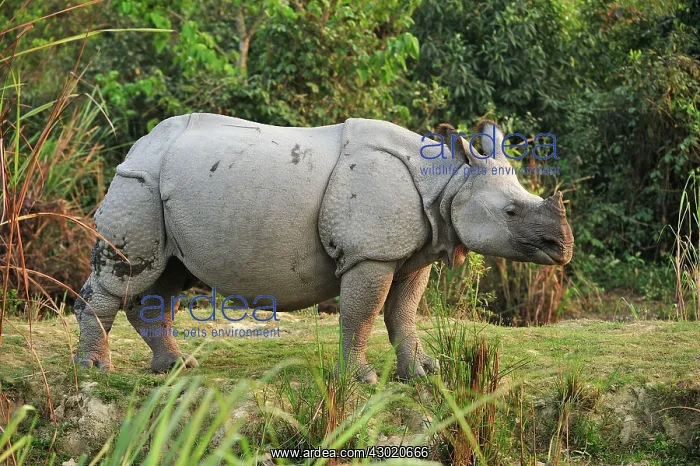 : Indian Rhino / Greater One-horned Rhinoceros : Indian Rhino / Greater One-horned Rhinoceros