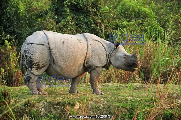 : Indian Rhino / Greater One-horned Rhinoceros : Indian Rhino / Greater One-horned Rhinoceros
