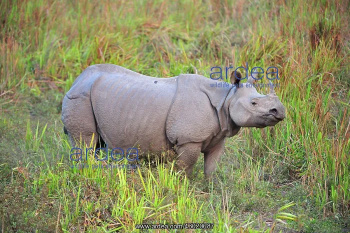 : Indian Rhino / Greater One-horned Rhinoceros : Indian Rhino / Greater One-horned Rhinoceros