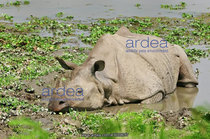 : Indian Rhino / Greater One-horned Rhinoceros : Indian Rhino / Greater One-horned Rhinoceros