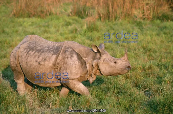 : INDIAN RHINOCEROS : INDIAN RHINOCEROS