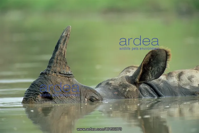 : Indian Rhinoceros : Indian Rhinoceros