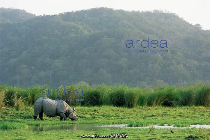 : Indian Rhinoceros : Indian Rhinoceros