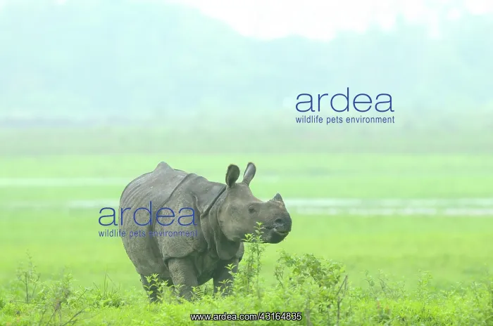 : Indian Rhinoceros : Indian Rhinoceros