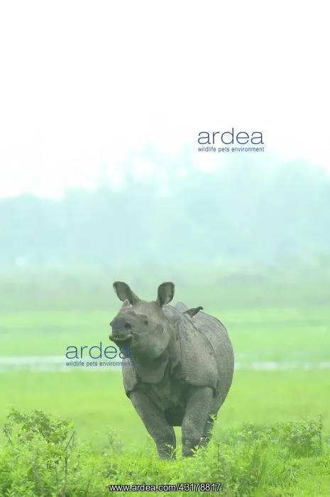 : Indian Rhinoceros : Indian Rhinoceros